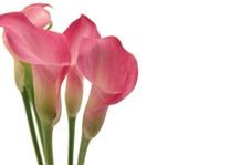 Pink Calla Lily Greeting Cards