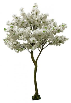 Cream Blossom Tree (2.7m)