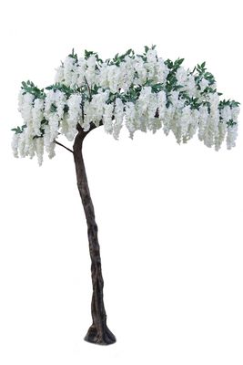 Cream Wisteria Tree (3.2m)