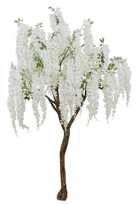Cream Wisteria Tree (2.7m)
