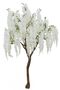 Cream Wisteria Tree (2.7m)