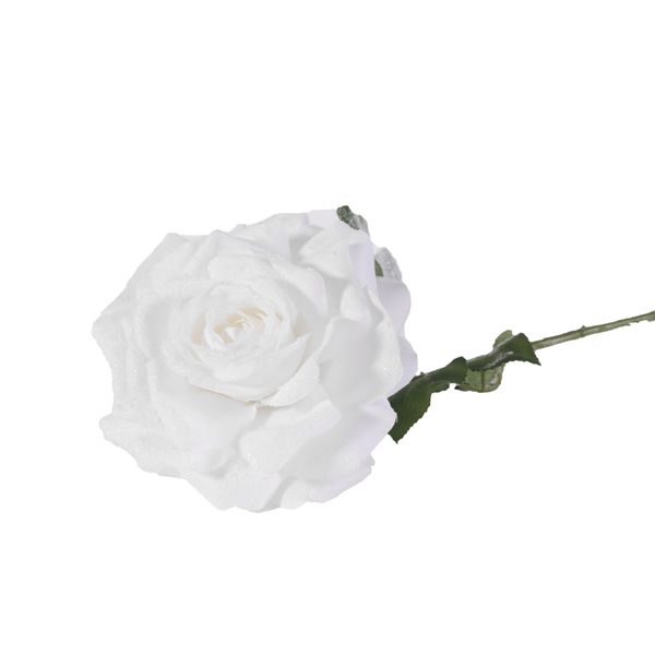 67cm Single Madonna Rose