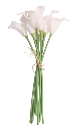 Ivory Calla Lily