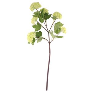 Green Garden Viburnum