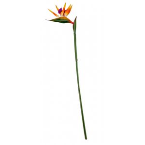 Large Bird of Paradise Stem