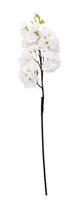 White Single Apple Blossom 