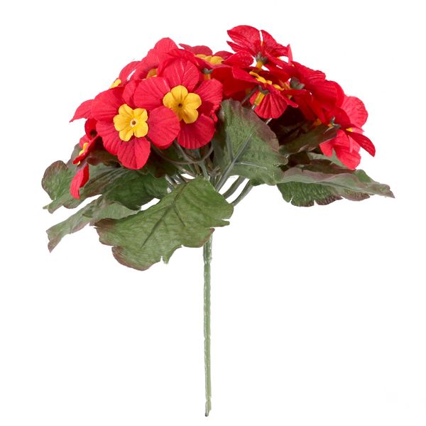 Red Primula x25 Flowers
