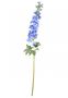 Blue Cottage Garden Delphinium 