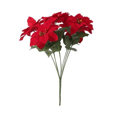 Small Poinsettia Bush