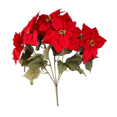 Large Poinsettia Bush