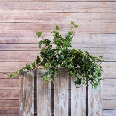 Sandringham Ivy Bush 71cm