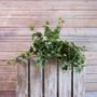 Sandringham Ivy Bush 71cm