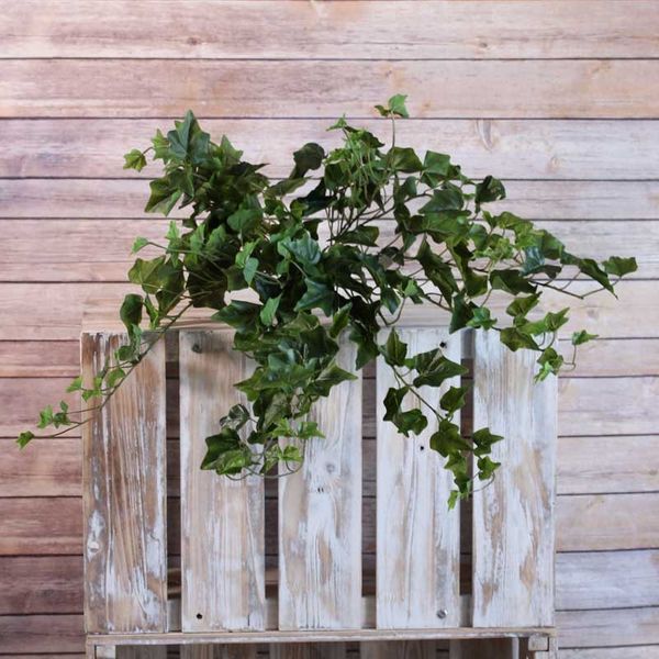 Sandringham Ivy Bush 71cm