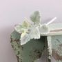 Dusty Miller Spray Green