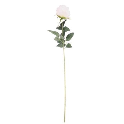 Arundel Rose Cream (24/192)