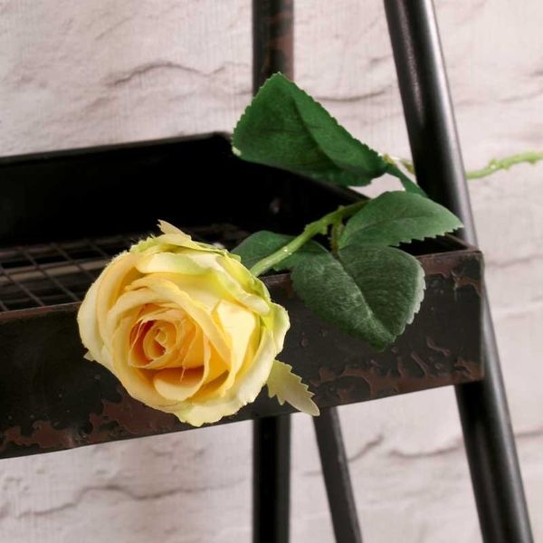 Buckingham Rose Yellow (24/960)