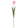 Tulip Pink (24/576)