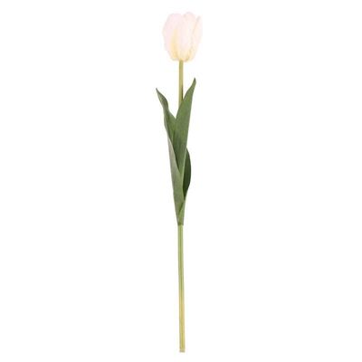 Tulip White (24/576)