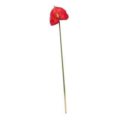 Anthurium Red (12/144)