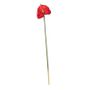 Anthurium Red (12/144)