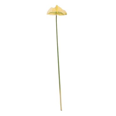 Anthurium White (12/144)