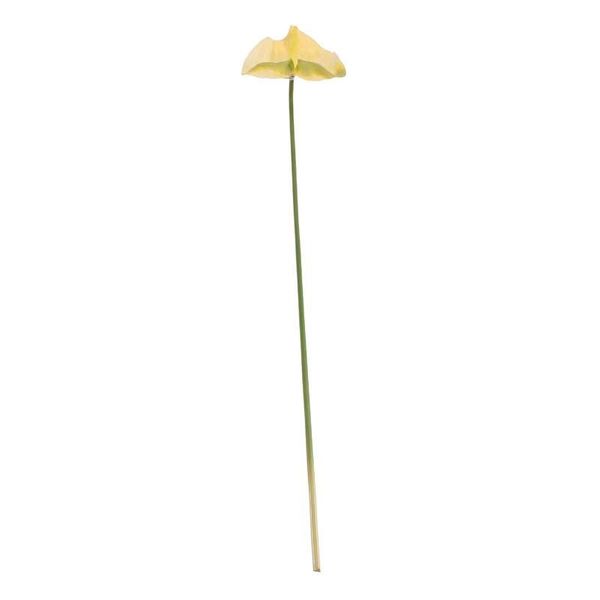 Anthurium White (12/144)