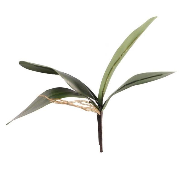Phalaenopsis Leaves Green (12/360)