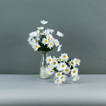 Daisy bush White