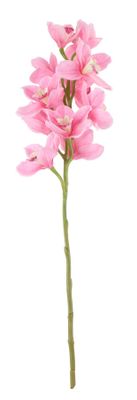 Tintagel Cymbidium Orchid Pink (12/60)