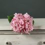 Tintagel Hydrangea Light Pink (12/144)