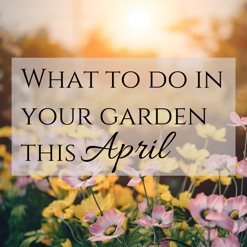 What to do in your garden this April