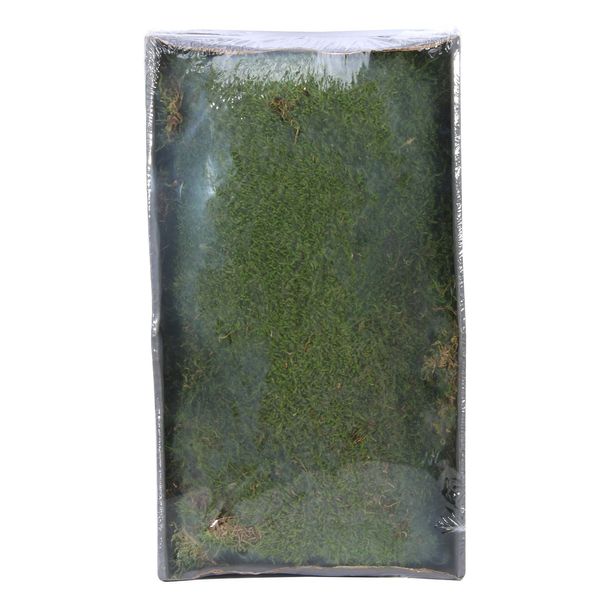 Green Moss w/Tray (Preserved Green) (500gr) (1/6)