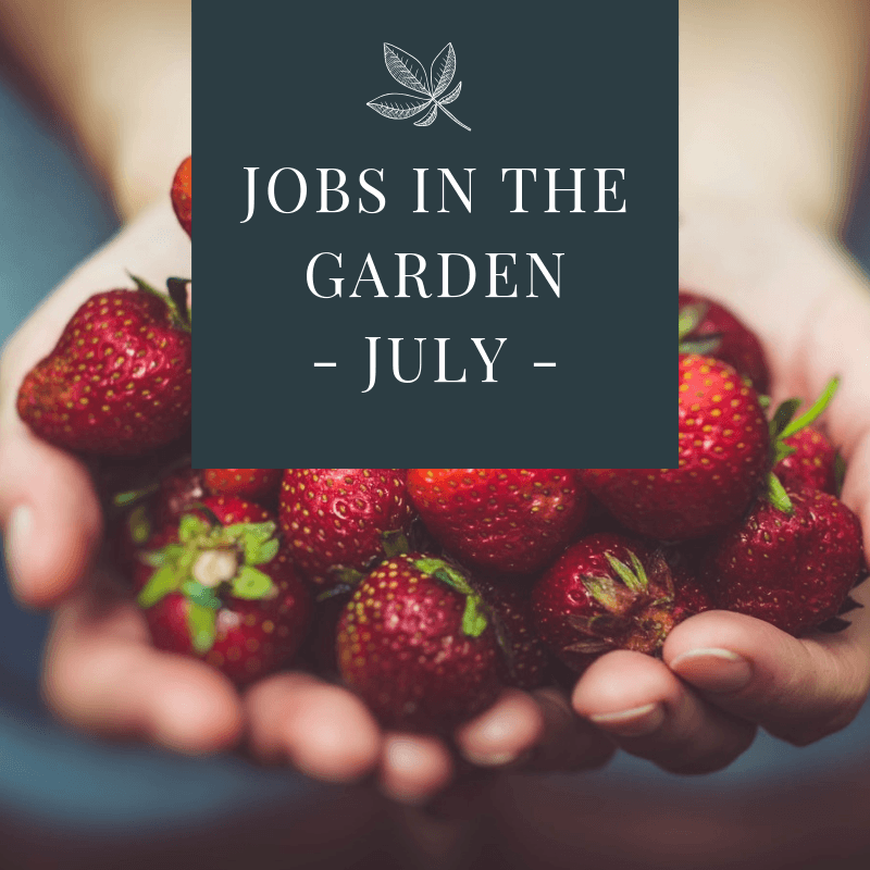 JOBS IN THE GARDEN - JULY -.png