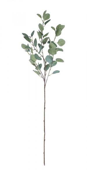 Single Eucalyptus Silver Dollar Stem