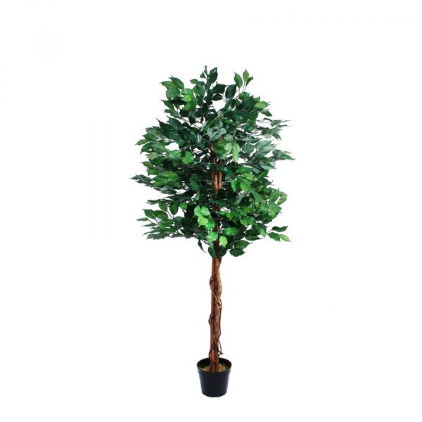 Green Ficus Tree (150cm)