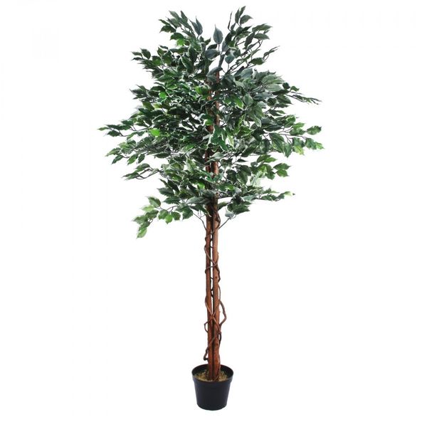 Varigated Ficus Tree (180cm)