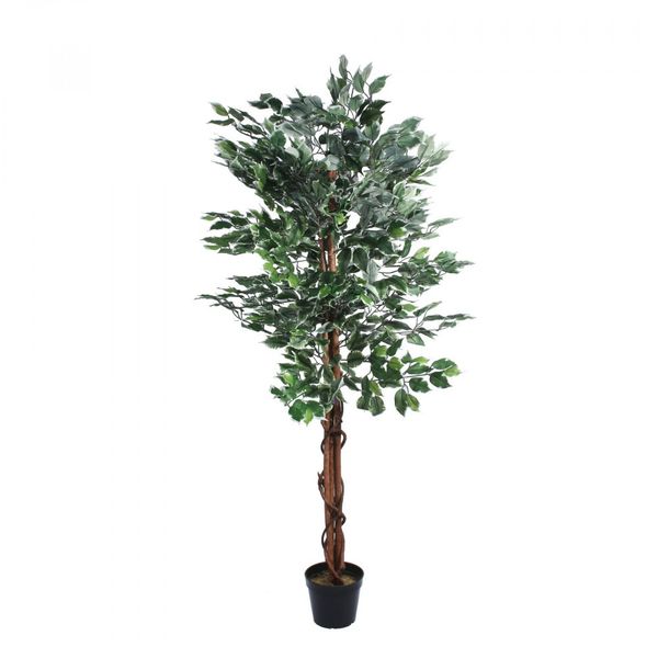 Varigated Ficus Tree (150cm)