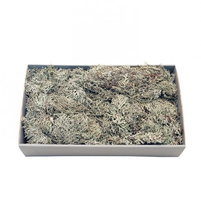 Grey Moss w/Tray (500gr)