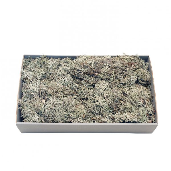 Grey Moss w/Tray (500gr)