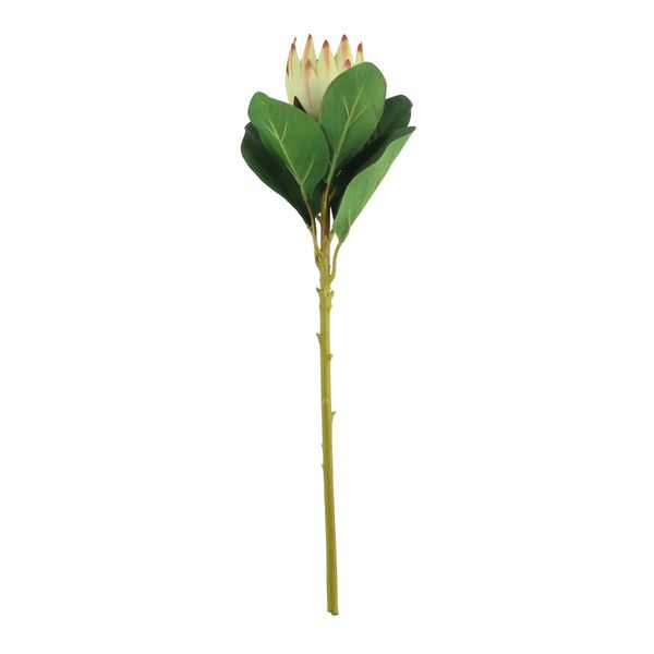 Protea Green (51cm)(12/192)