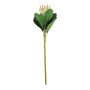 Protea Green (51cm)(12/192)