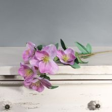 Tintagel Hellebore Lavender (12/144)