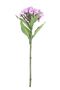 Real Garden Dianthus on Short Stem Purple (32cm)