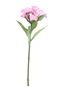 Real Garden Dianthus on Short Stem Dark Pink (32cm)