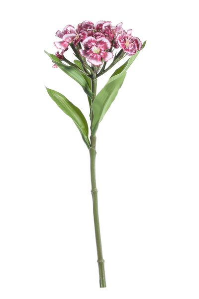 Real Garden Dianthus on Short Stem Plum (32cm)