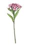 Real Garden Dianthus on Short Stem Plum (32cm)