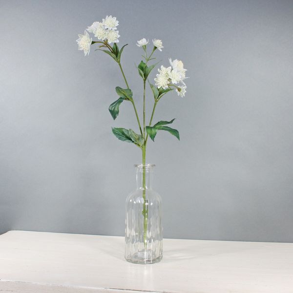 Astrantia W/14 Flowers White (50cm)