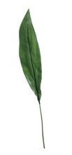 Extra Large Aspidistra Leaf Green (81cm)