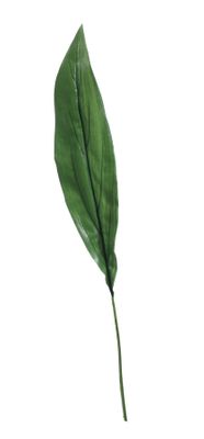 Extra Large Aspidistra Leaf Green (81cm)