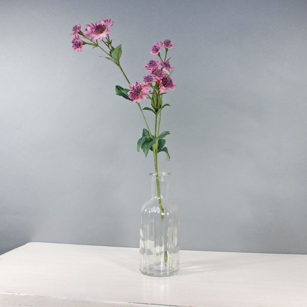 Astrantia W/14 Flowers Mauve (50cm)